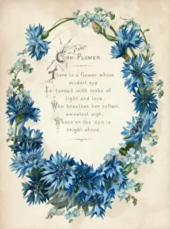 Blue Cornflower Imprime: Cornflower