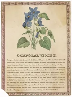 Historical Royal Portraits Online Imprime: Corporal Violet