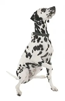 Spotted Dog Imprime: Dalmation