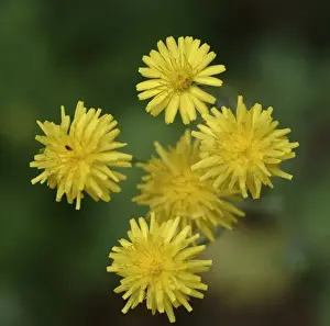 Angiosperm Flowering Plants Imprime: Dandelion