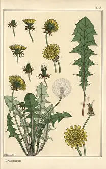 Handcolored Botanical Prints Imprime: Dandelion botanical study