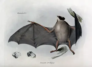 Impresiones de Desmodus D Orbignyi. De: La zoología del viaje de H.M.S. Beagle, bajo el mando del capitán Fitzroy, R.N., durante los años 1832 a 1836. Fecha: 1839 Dorbignyi Imprime: Desmodus D Orbignyi