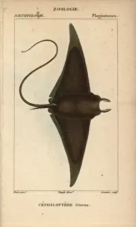 Impresiones de Pez diablo o raya gigante del diablo, Mobula mobular.. Grabado a cuchillo de cobre coloreado a mano desde Jussieus Dictionnaire des Sciences Naturelles 1816-1830. Ilustración por J.G Rayo Diabólico Imprime: Pez diablo o rayo gigante del diablo, Mobula mobular.