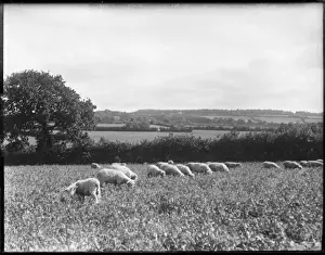 Devon England Landscapes Imprime: Devonshire Sheep