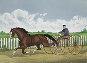 Traditional Equestrian Attire Imprime: Dexter