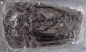 Jurassic Period Fossils Imprime: Dimorphodon macronyx