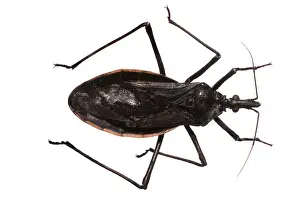 Insect Pest Control Imprime: Dipetalogaster maxima, triatomine bug