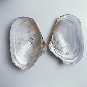Bivalve Mollusc Imprime: Dipsas sp