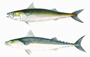 Punctatus Imprime: Pez Mackerel Puntillado y Pez Mackerel Garabateado.