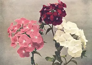 Vintage Floral Artwork Imprime: Drummonds Phlox