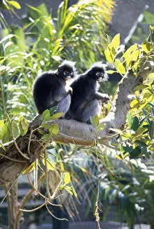 Wildlife Mammals Asia Imprime: Dusky Leaf Monkey