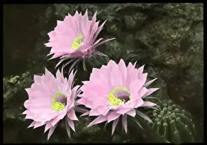 Succulent Flowers Imprime: Echinopsis Multiplex