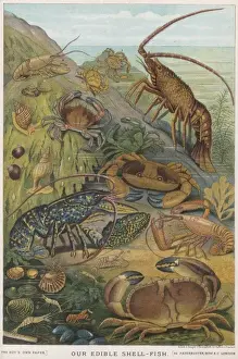 Crustacean Species Imprime: Edible Shellfish