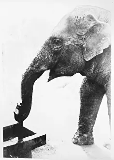 Impresiones de Un elefante que bebe de manera feliz sumergiendo su trompa en un pozo de agua en Tokio Japón Tokio Imprime: El elefante bebiendo