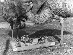 Retro Bird Photography Imprime: Emus and Chicks