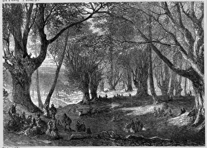 Essex Landscape Photography Imprime: Epping Forest