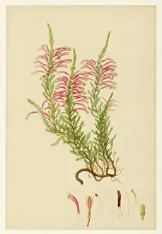 Antique Floral Prints Imprime: Ericaceae