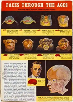 Historical Science Illustrations Imprime: Evolution of Face