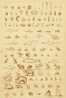 Human Evolution Stages Imprime: Evolution in Fossils