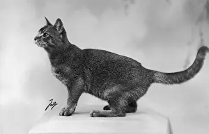 Abyssinian Cat Breed Imprime: Fall / Abyssinian / 1936