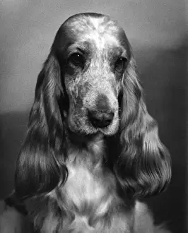 Fall Season Dogs Imprime: Fall / Cocker Spaniel / 1968