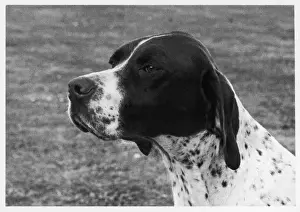 Impresiones de Campeón de campanas que suenan las campanas Crüfts Mejor en Show 1958 Propiedad de Sra M Bowman Raza y blanco, padre del Ch. Herebyhim Real flush Puntero Imprime: Crufts - 1958 - Pionero