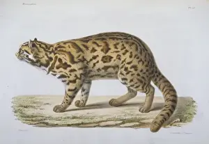 Leopardo Imprime: Gato silencioso