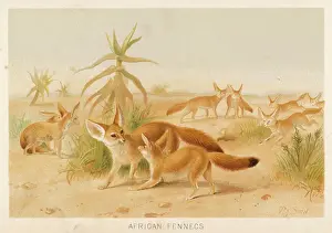 African Wildlife Photos Imprime: FENNEC