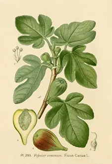 Common Fig Tree Imprime: Ficus (Fig)