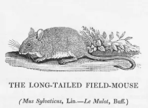 Impresiones de El mus sylvaticus - el ratón de cola larga del campo: este es el conejo campesino de la fábula de Esopo Esopo Imprime: Ratón de campo (Bewick)
