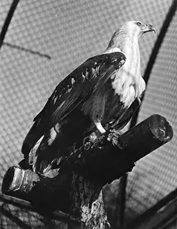London Zoo Birds Imprime: FISH EAGLE