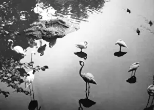 Birds In Water Imprime: Flamingo Reflections