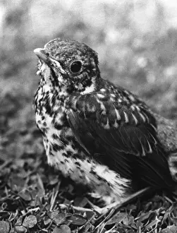 Vintage Bird Images Imprime: Fledgling Song Thrush