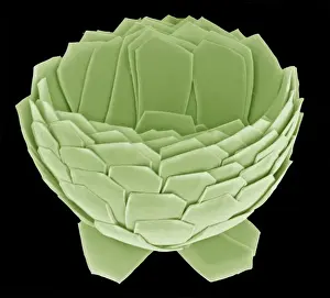 Electron Microscope Images Imprime: Florisphaera profunda
