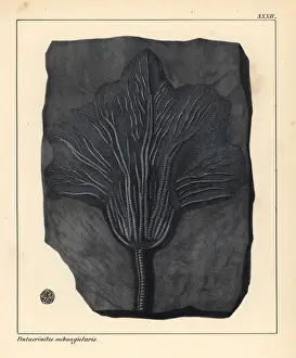 Jurassic Era Fossils Imprime: Fossil of Pentacrinites subangularis, extinct
