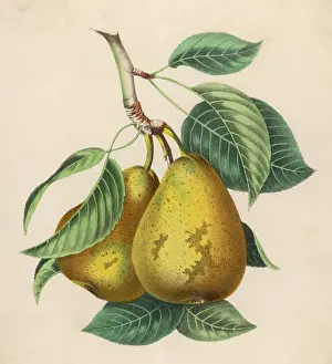 Fruit Still Life Photography Imprime: Fruit / Pair of Pears