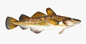 Historical Fish Species Imprime: Gadus callarias, Baltic or Variable Cod