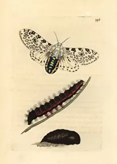 Polilla Leopardo Imprime: Mariposa leoparda gigante, Hypercompe scribonia.