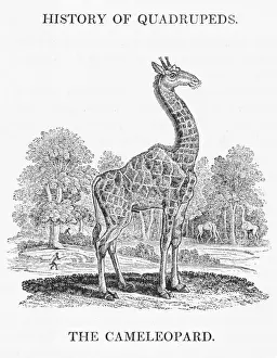 Impresiones de La girafa de Camelopardalis es conocida como el cameleopardo en honor al día del zoológico de Beckett y es la animla más alta del mundo con una altura superior a los 5,50 metros Giraffidae Imprime: Cebra Girafa (Bewick)