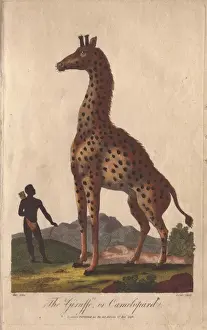 Handcolored Copperplate Prints Imprime: Giraffe or camelopard, towering over a native