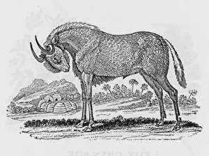 African Antelope Images Imprime: Gnu (Bewick)