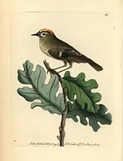 Naturalists Miscellany Collection Imprime: Goldcrest, Regulus regulus