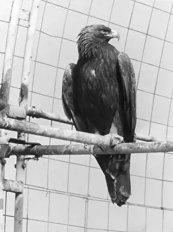 Águila Real Imprime: Aguila Dorada