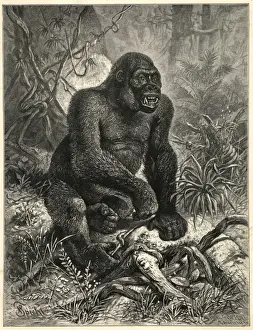 Primate Animal Pictures Imprime: The Gorillla