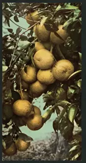 Nostalgic Coloured Photographs Imprime: Grape fruit