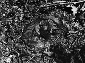 Grass Snake Species Imprime: Grass Snake