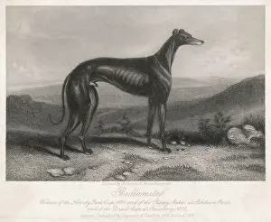 Bedelmi Greyhound