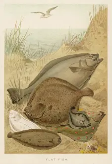 P Imprime: Un grupo de peces planos