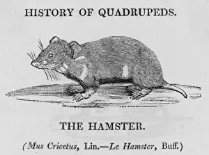 British Wildlife Images Online Imprime: Hamster (Bewick)