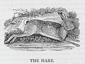 Liebre Imprime: León de Bewick